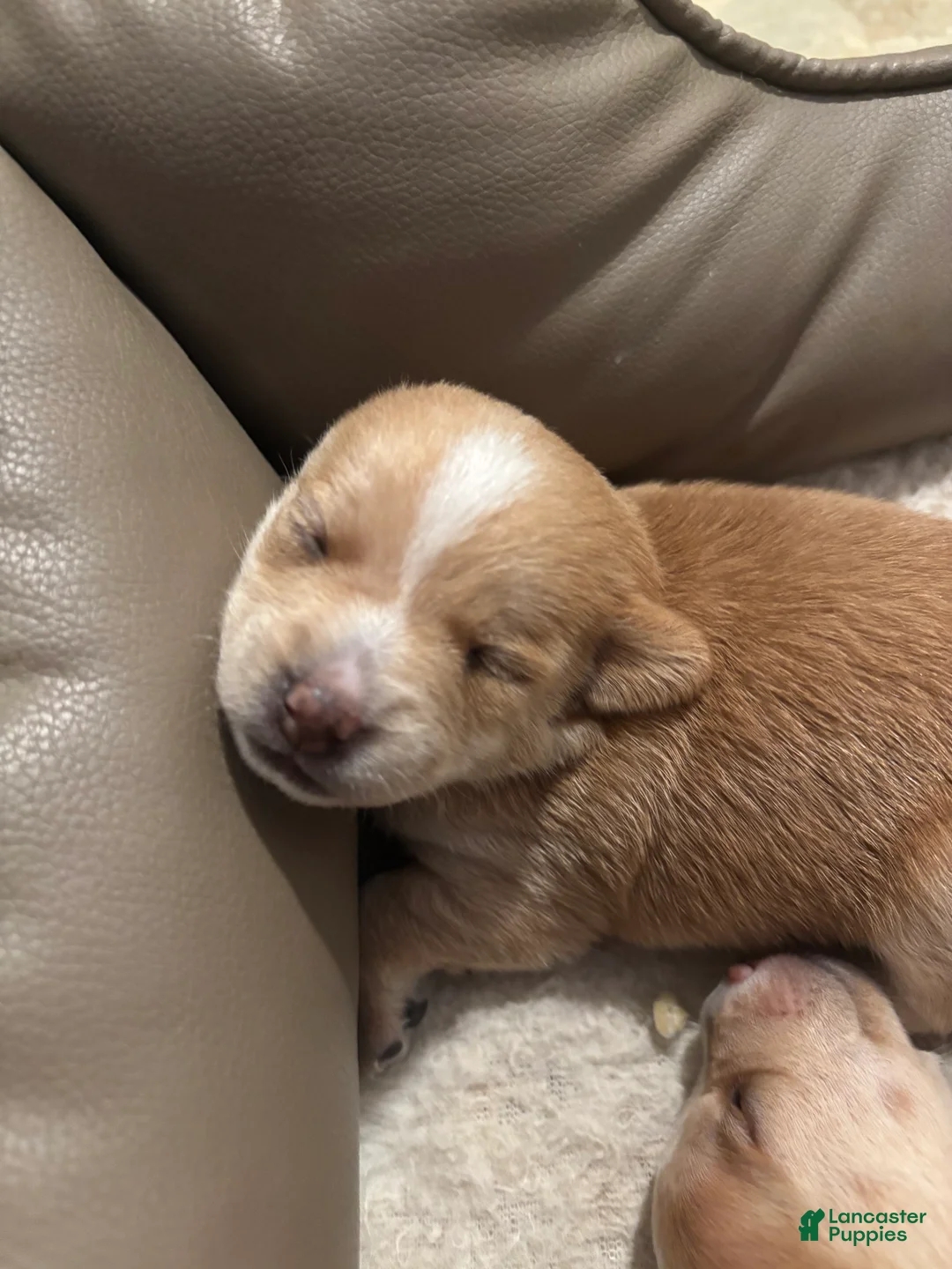 Mixed Breed dogs for sale: Terry - Ad 2