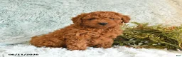 Cockapoo dogs for sale: Tracy - Ad 1