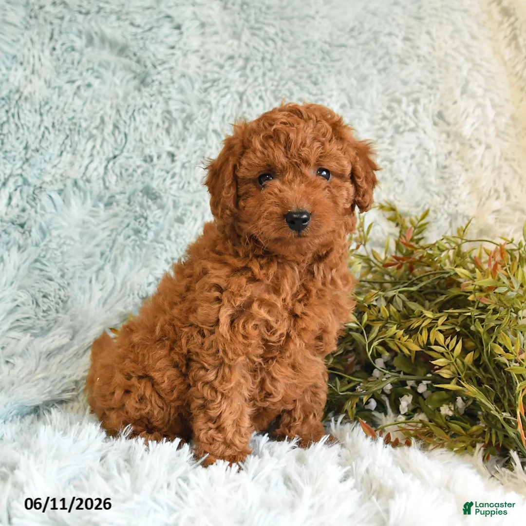 Cockapoo dogs for sale: Tracy - Ad 1