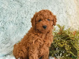 Cockapoo dogs for sale: Tracy - Ad 2