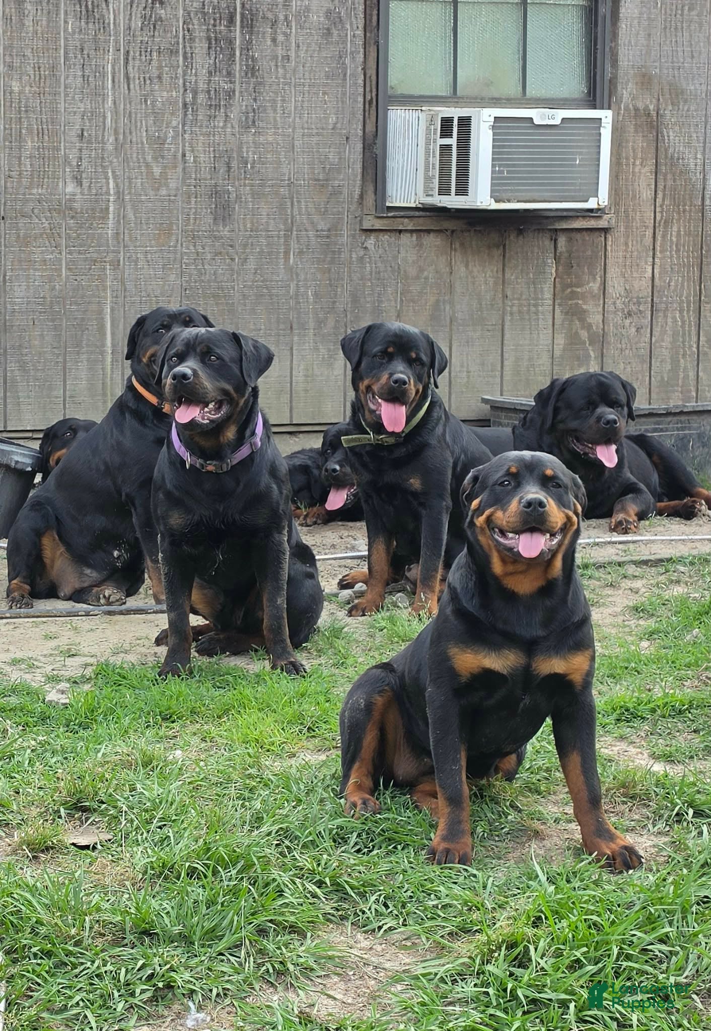 Rottweiler dogs Rottweiler Puppy 1 - Ad 2