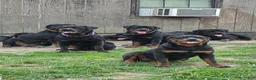 Rottweiler dogs for sale: Rottweiler Puppy 1 - Ad 2