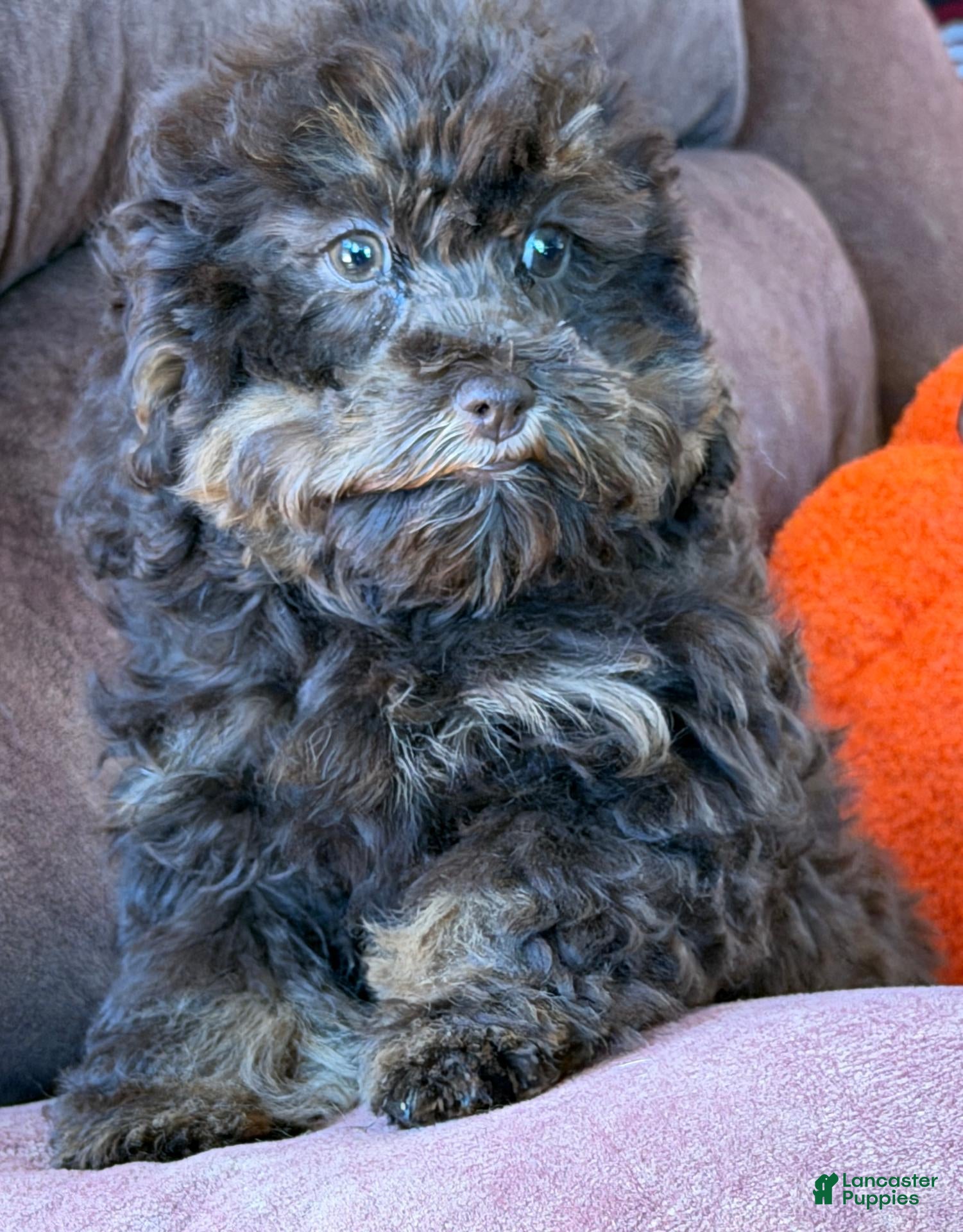 Cockapoo dogs Snickers  - Ad 11