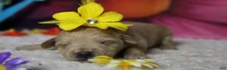 Schnoodle dogs for sale: Champaign  - Ad 4