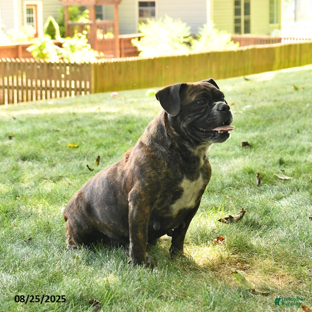 Mixed Breed dogs for sale: Rylee - Ad 6