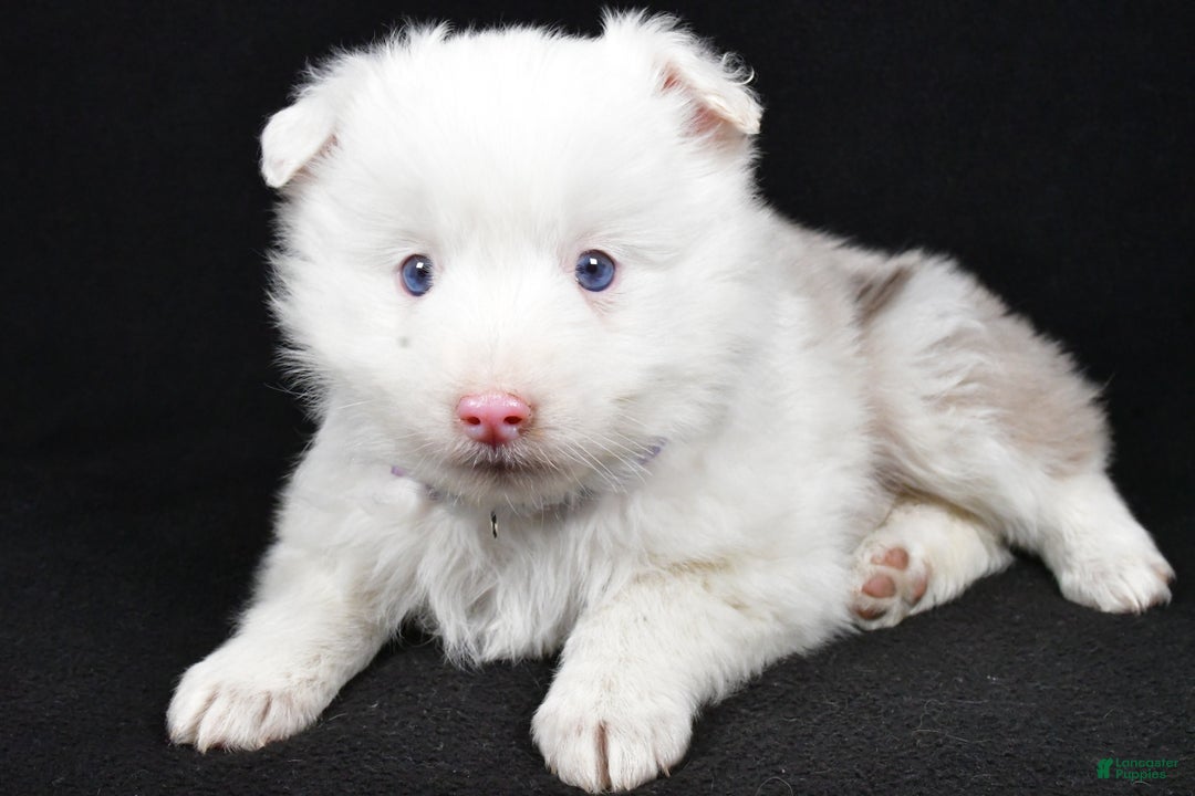 Toy Australian Shepherd dogs for sale: Bailey - Ad 2