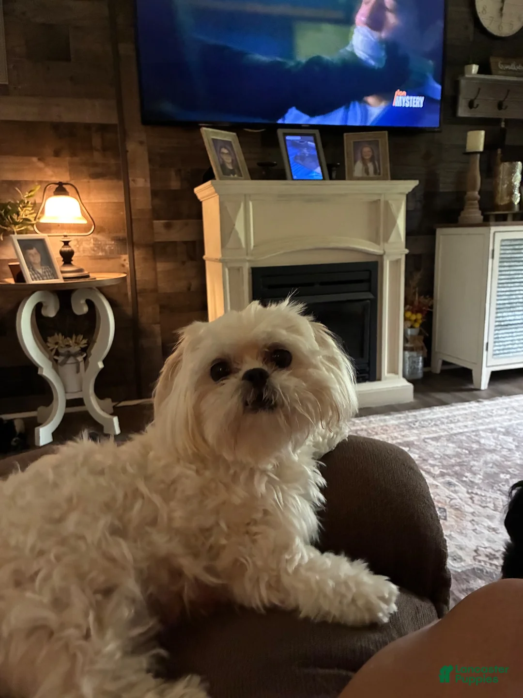 Shih Tzu dogs for sale: Shih Tzu 2 - Ad 6