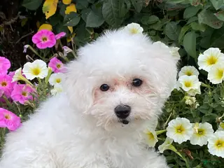 Bichon Frise dogs Bailey - Ad 17