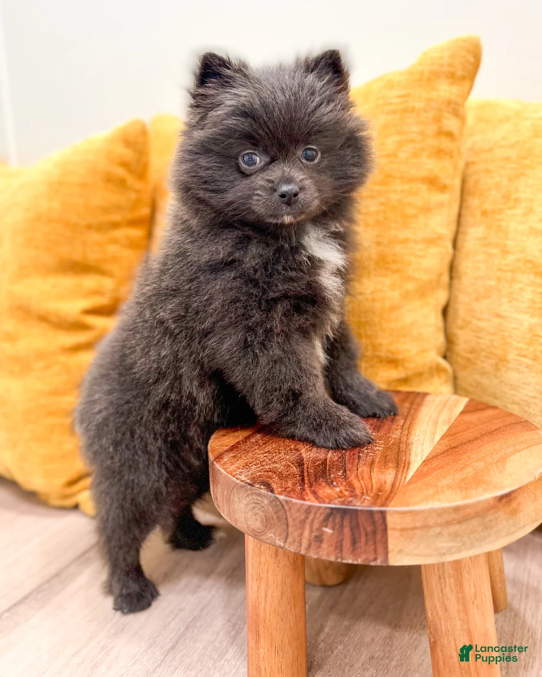 Pomeranian dogs for sale: Muffin - Ad 2