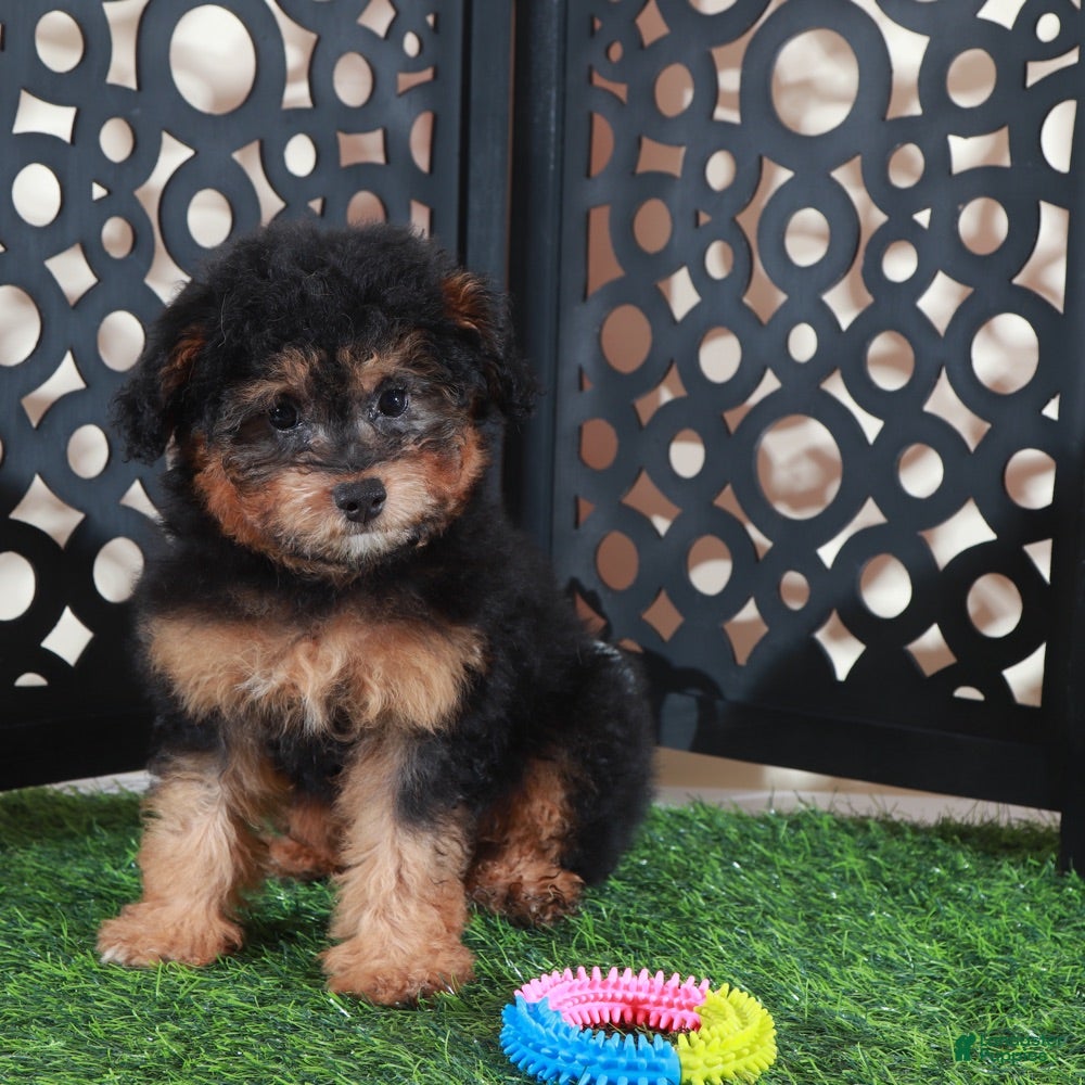 Aussiedoodle dogs Callie Sweet F1B Mini Aussiepoo Puppy - Ad 2