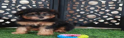 Aussiedoodle dogs for sale: Callie Sweet F1B Mini Aussiepoo Puppy - Ad 2