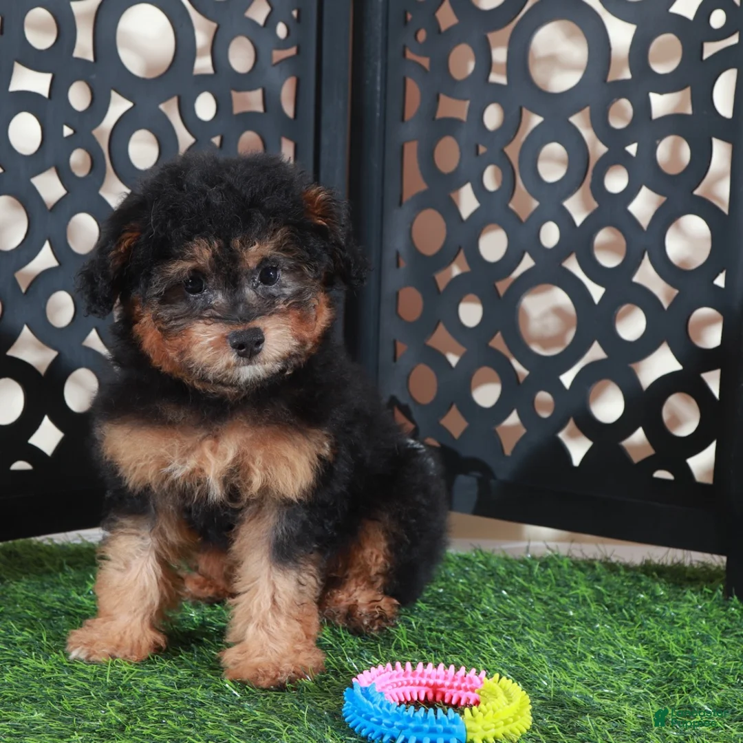 Aussiedoodle dogs for sale: Callie Sweet F1B Mini Aussiepoo Puppy - Ad 2