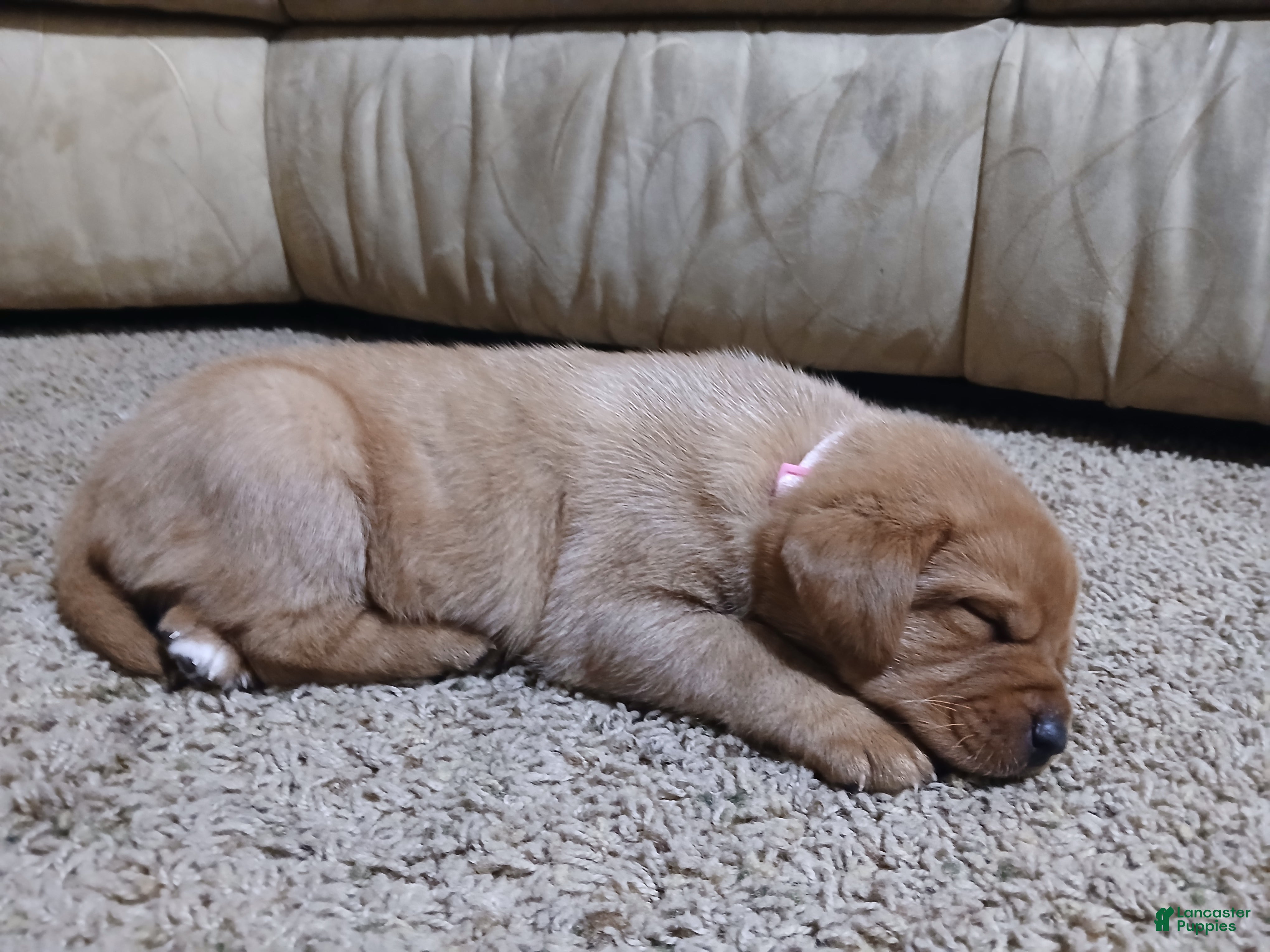 Labrador Retriever dogs Button - Ad 2