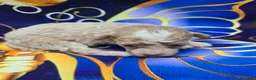 Maltipoo dogs for sale: Phoenix  - Ad 4