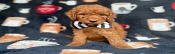 Cockapoo dogs for sale: Maverick - Ad 5