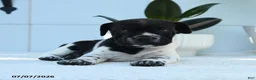 Mini Hippo dogs for sale: Roxy - Ad 3