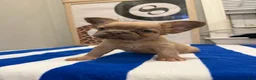 French Bulldog dogs for sale: Chanel - Ad 5