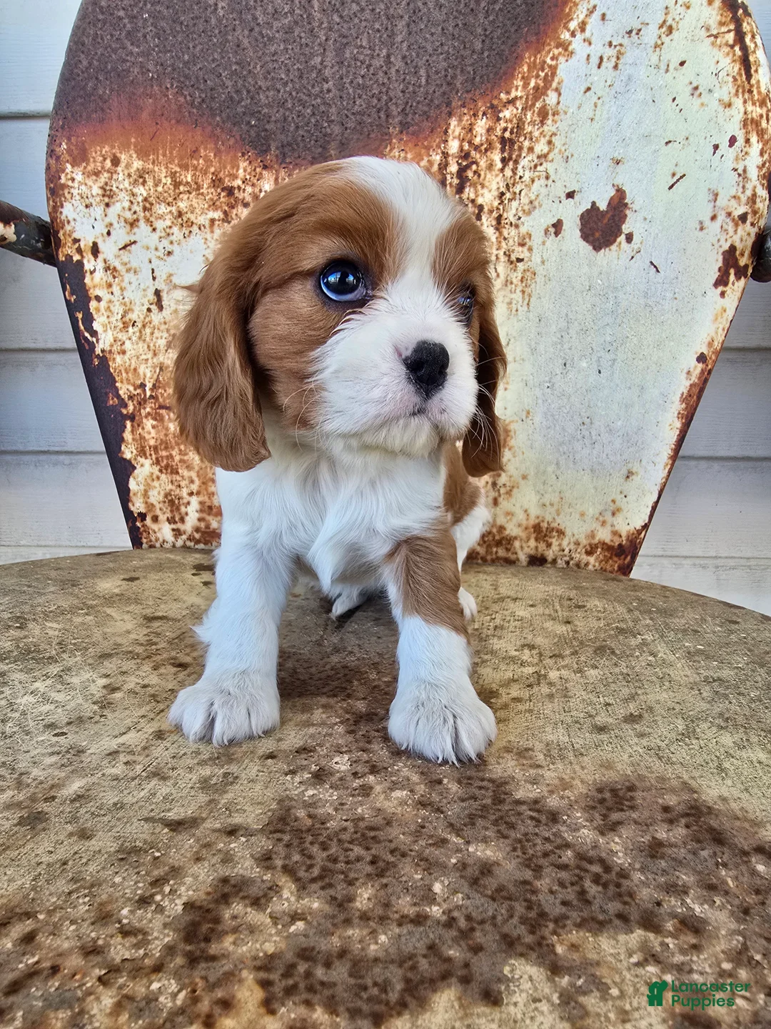 Cavalier King Charles Spaniel dogs for sale: Darla - Ad 2