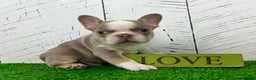 French Bulldog dogs for sale: Carlos - Ad 2