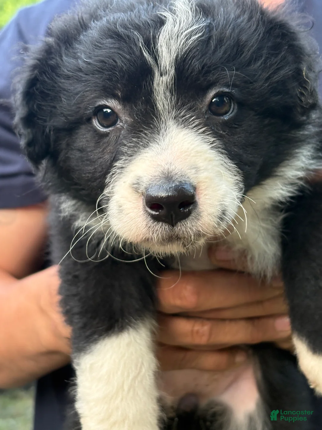 Mixed Breed dogs for sale: Mixed Breed Puppy 2 - Ad 1