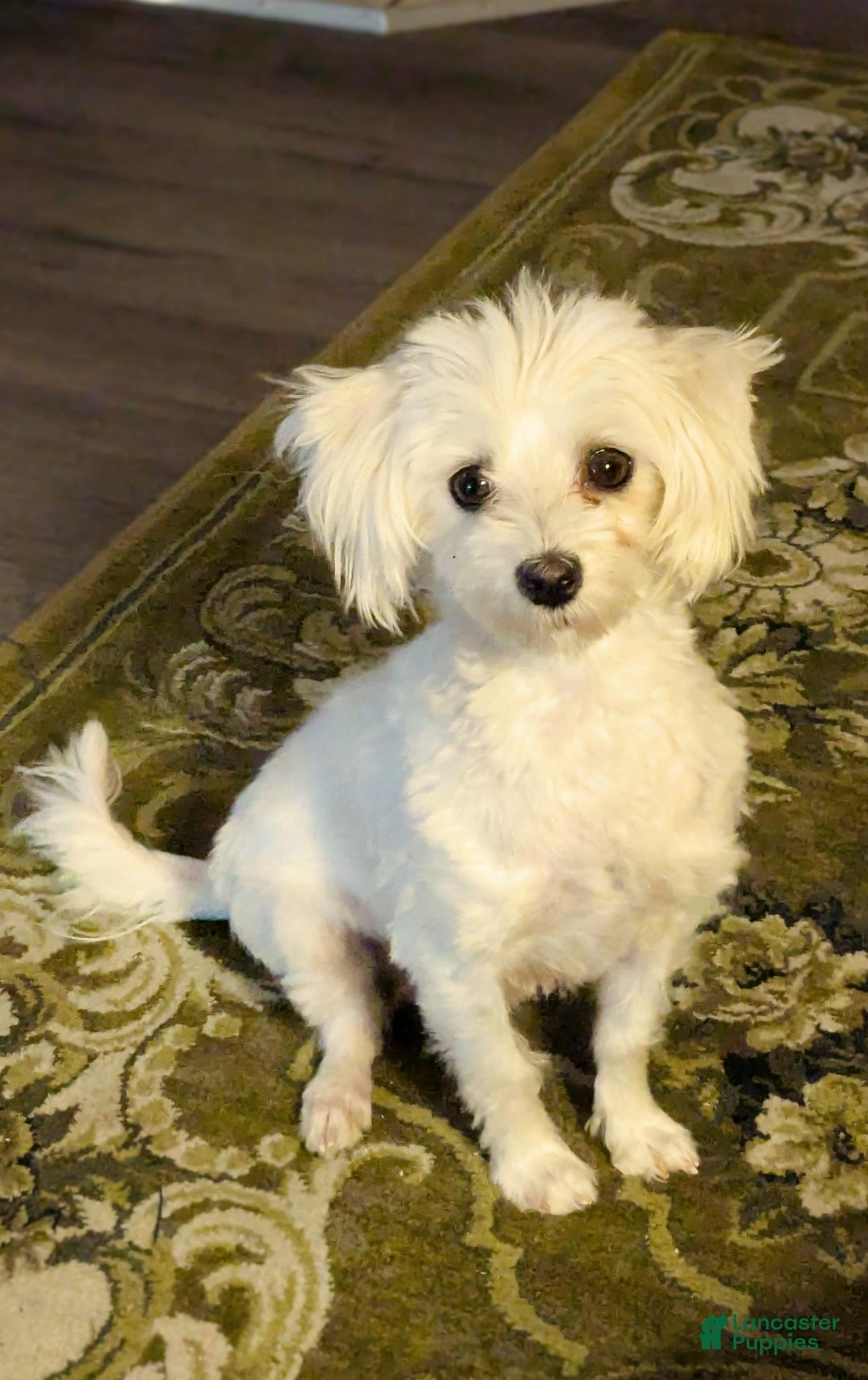 Maltese dogs for sale: Maltese Puppy 3 - Ad 2