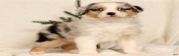 Miniature Australian Shepherd dogs for sale: Tulip - Ad 8