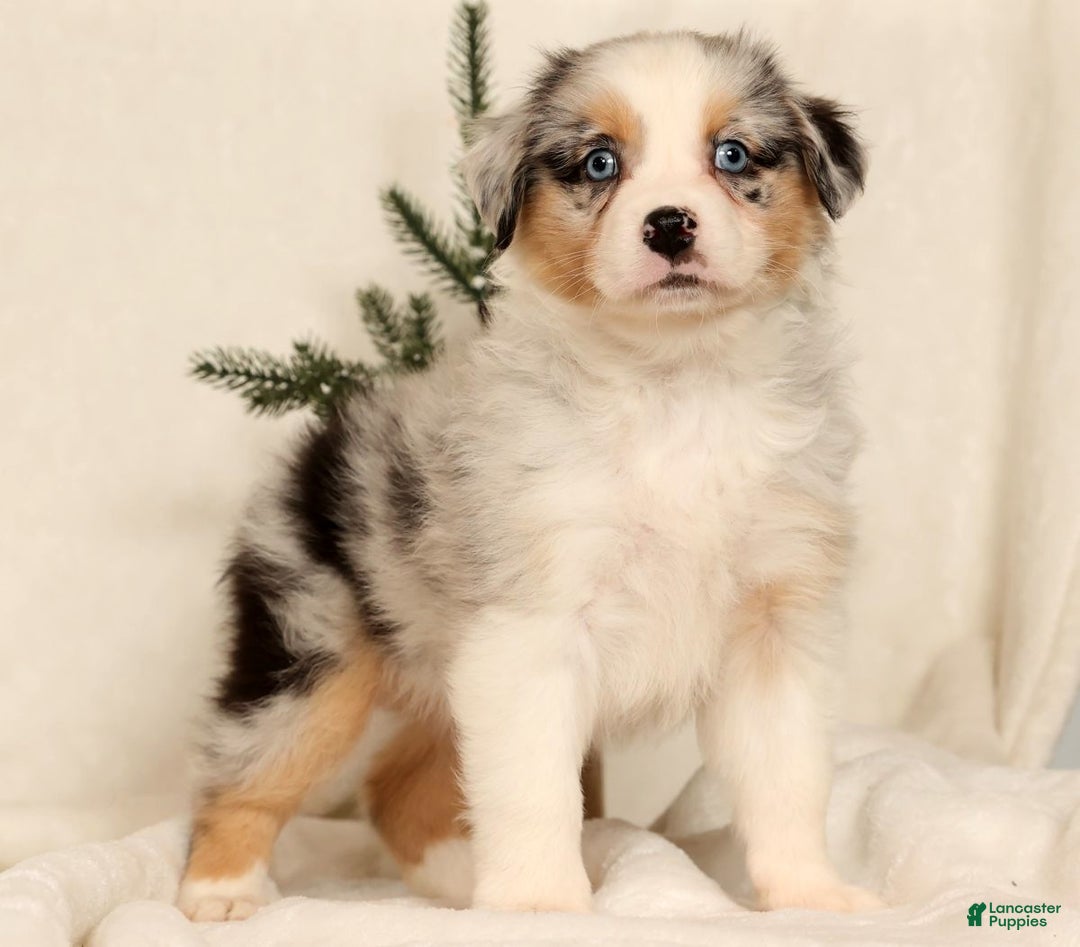 Miniature Australian Shepherd dogs for sale: Tulip - Ad 8