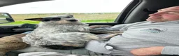 Australian Cattle Dog dogs for sale: Kayce - Ad 27
