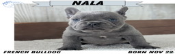 French Bulldog dogs for sale: Nala - Ad 1