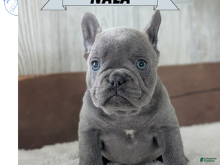 French Bulldog dogs Nala - Ad 4