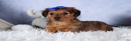 Miniature Dachshund dogs for sale: Jasper - Ad 36