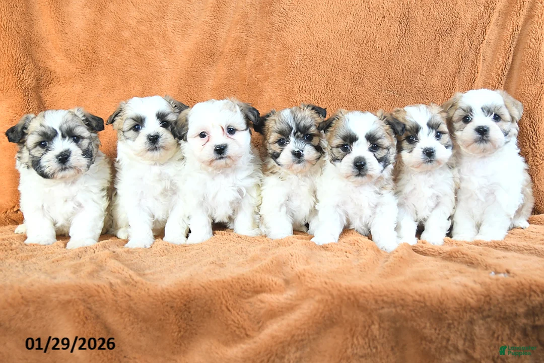 Teddy Bear dogs for sale: Nibbles - Ad 3