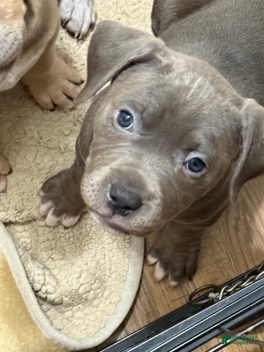 American Bully dogs for sale: American bully classic  - Ad 4