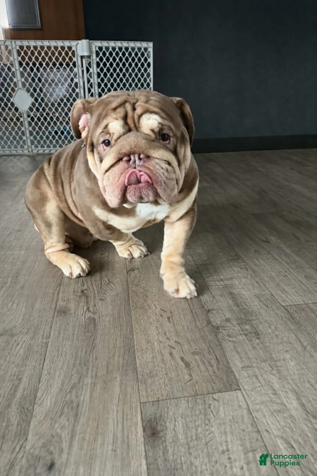 English Bulldog dogs for stud: Dubs  - Ad 3