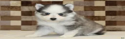 Pomsky dogs for sale: Joey - Ad 4