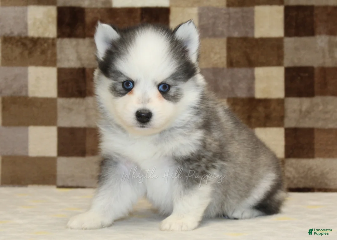 Pomsky dogs for sale: Joey - Ad 4