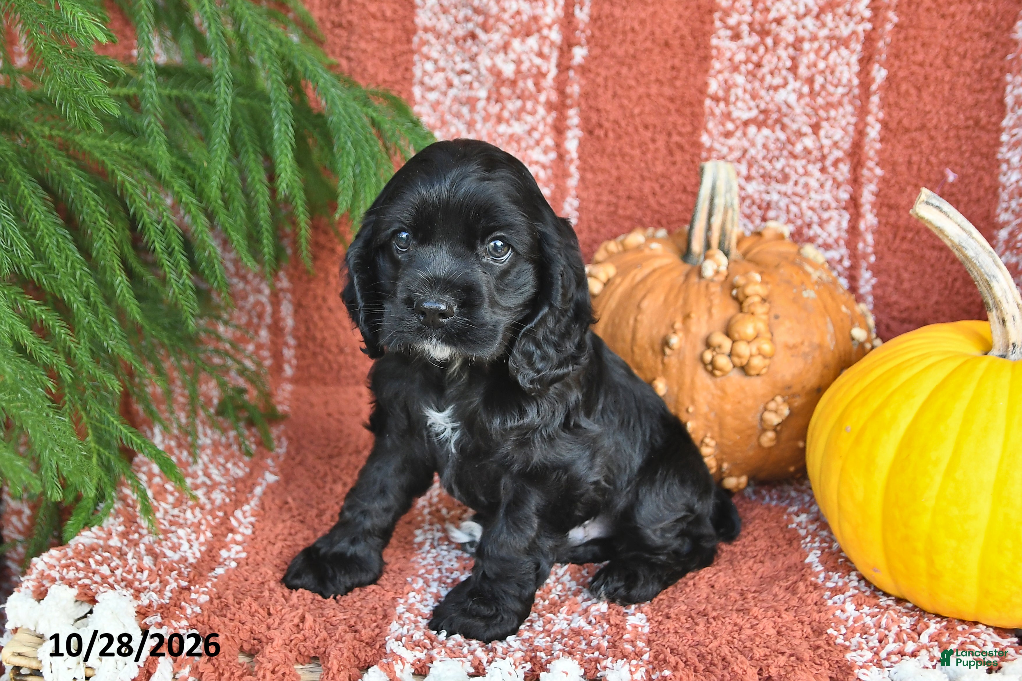Cocker Spaniel dogs for sale: Smokey Bear - Ad 1