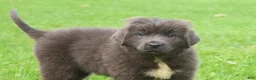 Newfoundland dogs for sale: Ulyssa - Ad 3