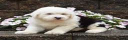 Old English Sheepdog dogs for sale: Maxie - Ad 1