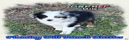 Toy Australian Shepherd dogs for sale: Booker - Ad 11