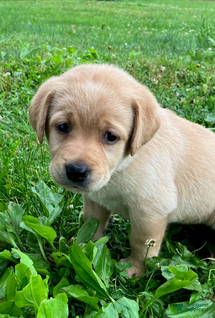 Labrador Retriever dogs for sale: Liberty - Ad 1