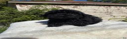 Yorkiepoo dogs for sale: Yorkiepoo 2 - Ad 5