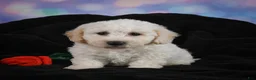 Bichon Frise dogs for sale: Jeff - Ad 10