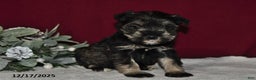 Miniature Schnauzer dogs for sale: Trixie - Ad 4