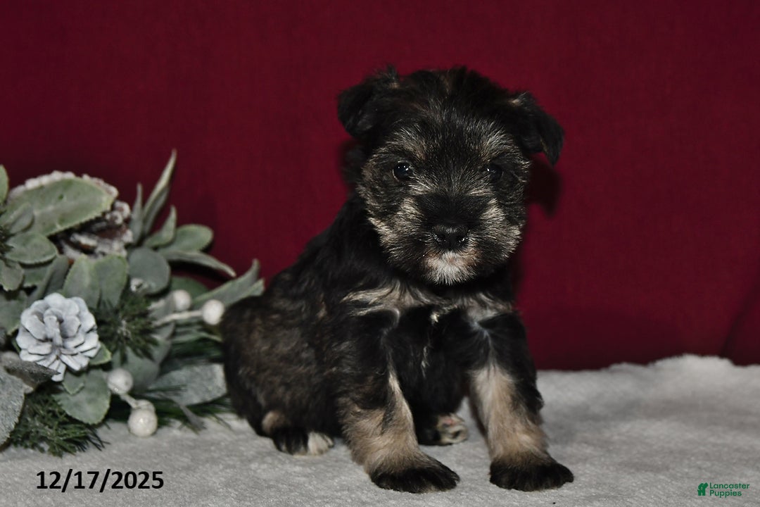 Miniature Schnauzer dogs for sale: Trixie - Ad 4