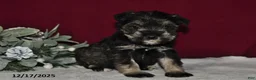 Miniature Schnauzer dogs for sale: Trixie - Ad 4