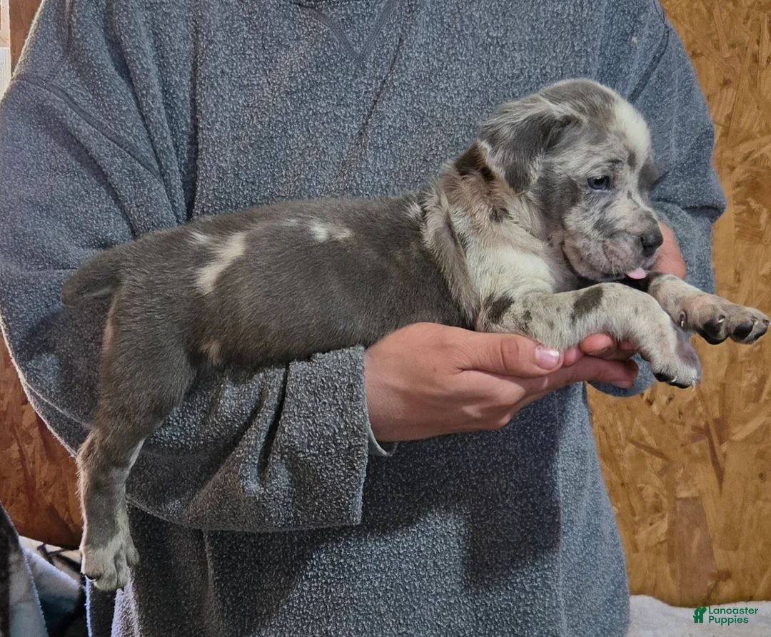 Mixed Breed dogs for sale: Hawks Skyler - Ad 2