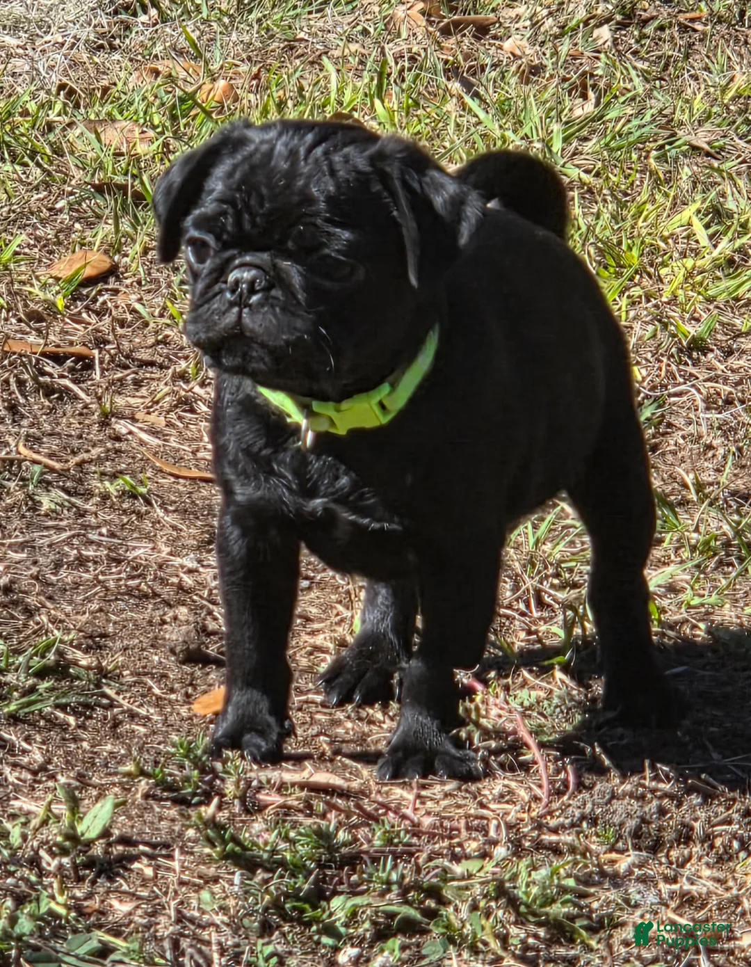 Pug dogs for sale: Montie - Ad 3