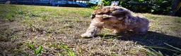 Havapoo dogs for sale: Picasso - Ad 19