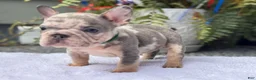 French Bulldog dogs for sale: Taz  - Ad 2